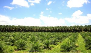 palm oil